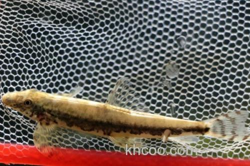 纵带平鳅是什么鱼？_3