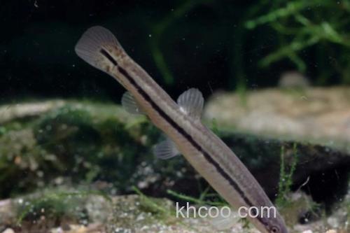 纵带平鳅是什么鱼？_2