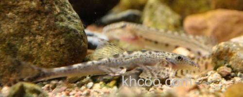 长须华平鳅是什么鱼？_0