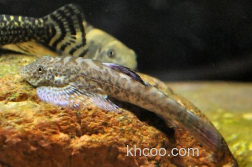 长须华平鳅是什么鱼？_2