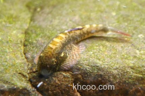 长须华平鳅是什么鱼？_1