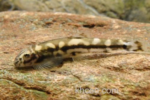 长须华平鳅是什么鱼？_3