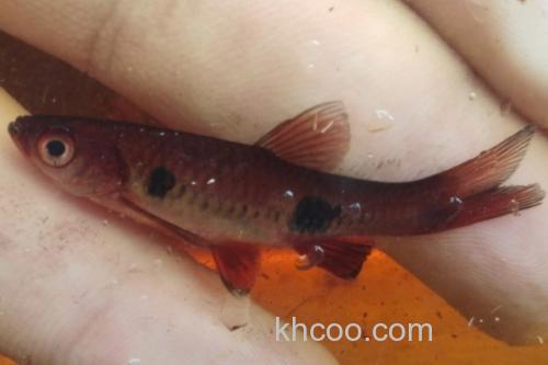 大点波鱼是什么鱼？_1