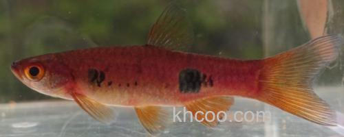 大点波鱼是什么鱼？_0