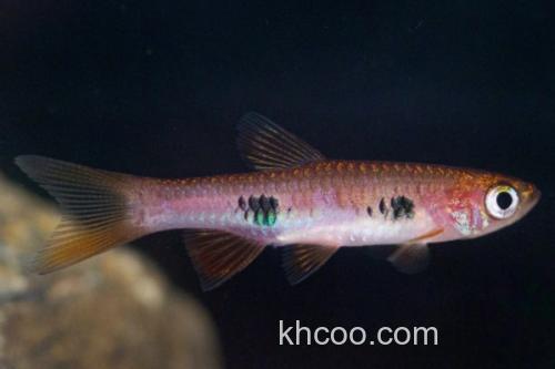 大点波鱼是什么鱼？_2