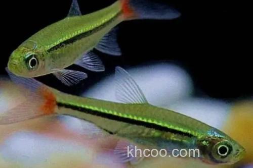 红尾波鱼是什么鱼？_1