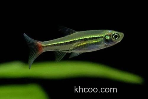 红尾波鱼是什么鱼？_2