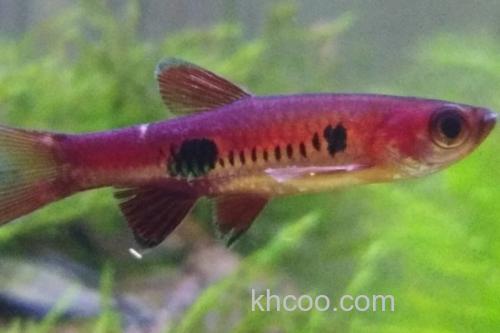 大点波鱼是什么鱼？_3