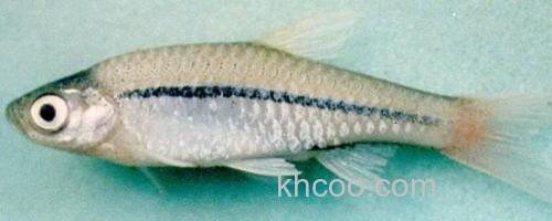 红尾波鱼是什么鱼？_0