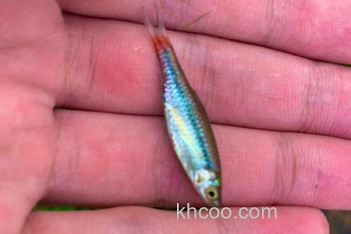 红尾波鱼是什么鱼？_3