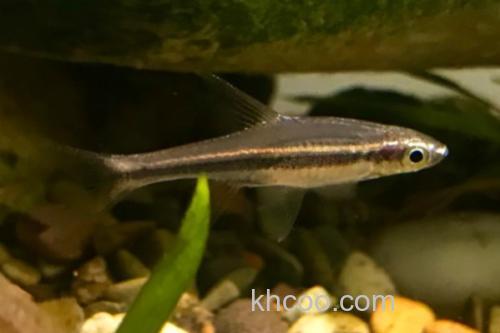 波鱼是什么鱼？_1