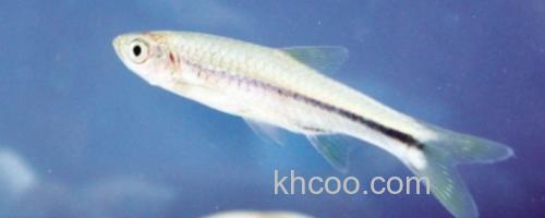 波鱼是什么鱼？_0