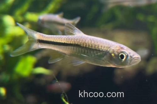 波鱼是什么鱼？_2