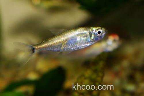 斑柄波鱼是什么鱼？_2