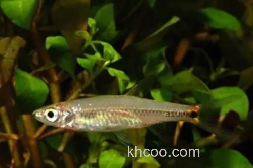 斑柄波鱼是什么鱼？_1