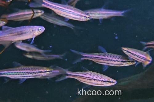 波鱼是什么鱼？_3