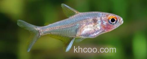 斑柄波鱼是什么鱼？_0