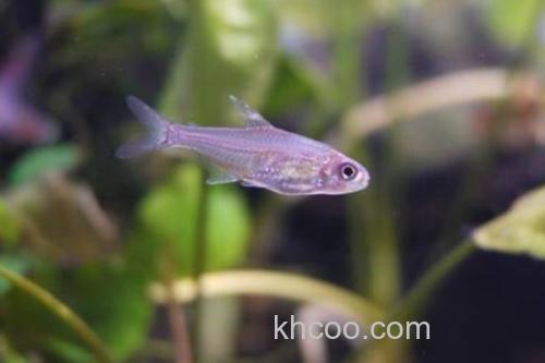 斑柄波鱼是什么鱼？_3