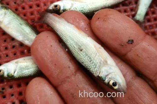 多衣河白鱼是什么鱼？_2