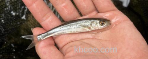 多衣河白鱼是什么鱼？_0