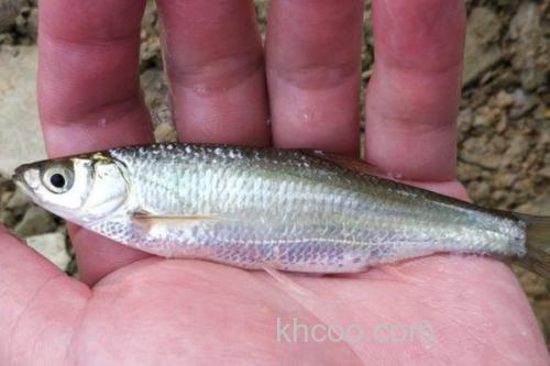 多衣河白鱼是什么鱼？_1