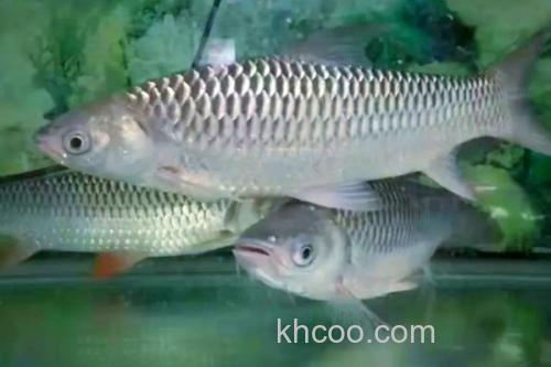 杞麓白鱼是什么鱼？_2