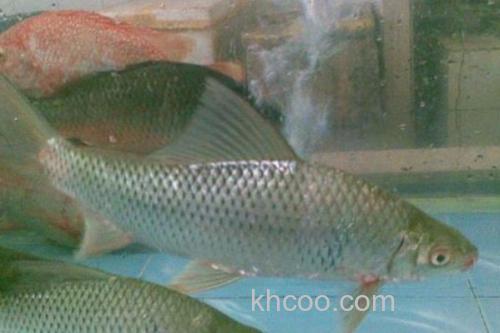 杞麓白鱼是什么鱼？_1