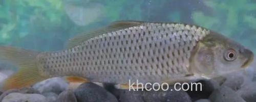 杞麓白鱼是什么鱼？_0