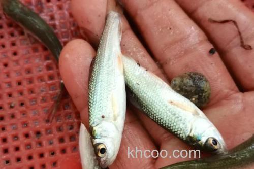 多衣河白鱼是什么鱼？_3