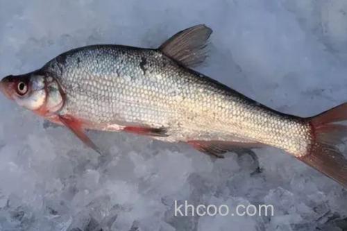 尖头鲌是什么鱼？_1