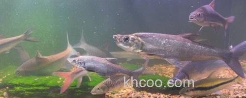 尖头鲌是什么鱼？_0