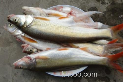 尖头鲌是什么鱼？_2