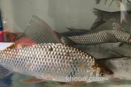 杞麓白鱼是什么鱼？_3