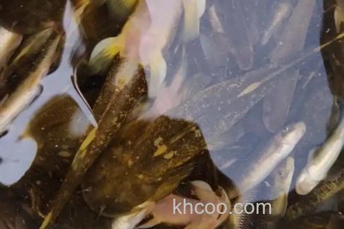 云南拟鰋是什么鱼？_1