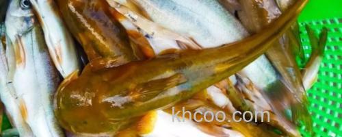 云南拟鰋是什么鱼？_0