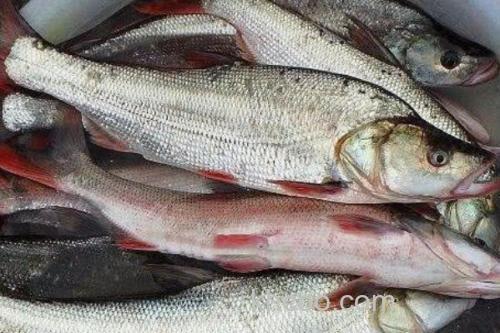 尖头鲌是什么鱼？_3