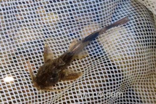 中华纹胸鮡是什么鱼？_1