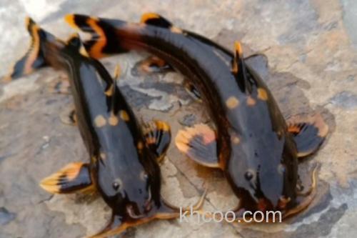 云南拟鰋是什么鱼？_3