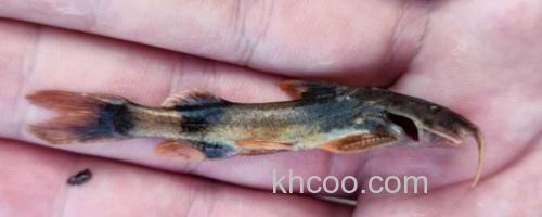 中华纹胸鮡是什么鱼？_0