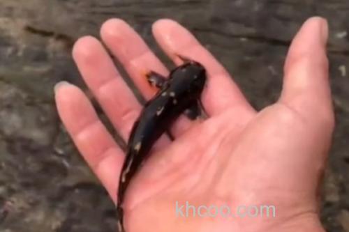 云南拟鰋是什么鱼？_2