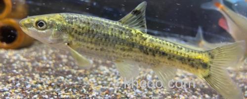 颌须鮈是什么鱼？_0