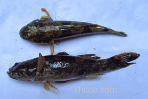 中华纹胸鮡是什么鱼？_3