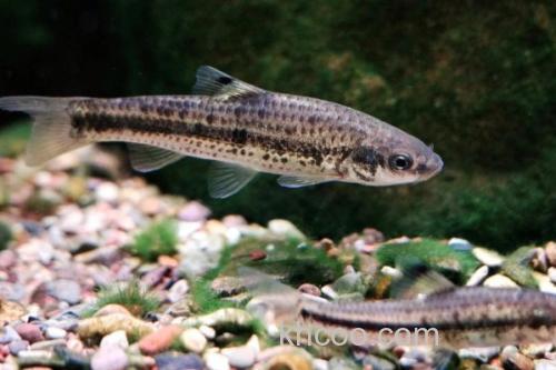 颌须鮈是什么鱼？_3