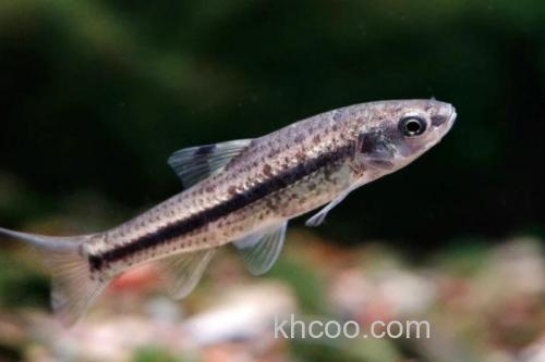 颌须鮈是什么鱼？_2