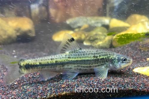 颌须鮈是什么鱼？_1