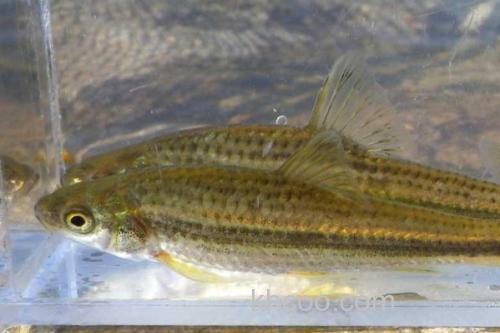 隐须颌须鮈是什么鱼？_2