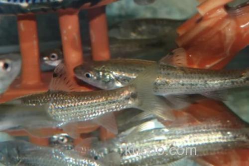 隐须颌须鮈是什么鱼？_1