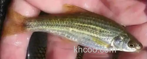 隐须颌须鮈是什么鱼？_0