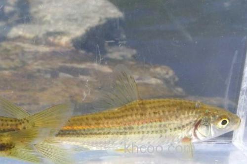 隐须颌须鮈是什么鱼？_3