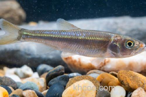 银色颌须鮈是什么鱼？_2